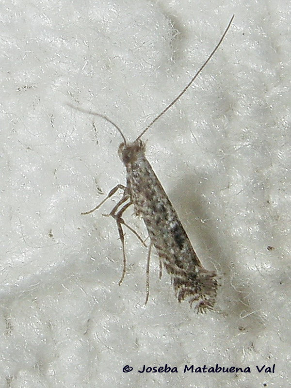 Parornix  cfr. scoticella - Gracillaridae